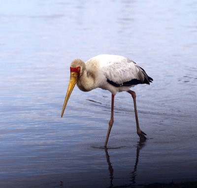 Yellow billed stork - South Africa