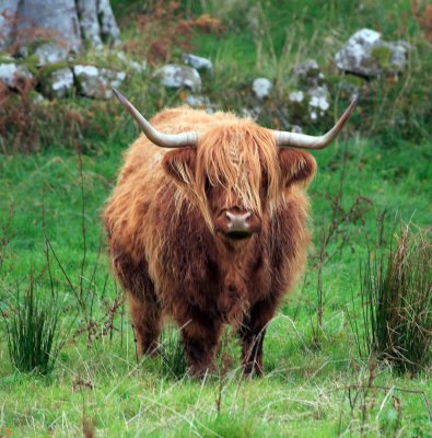 Highland Cow - Scotland