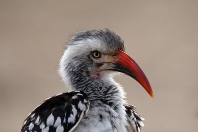 Red billed Hornbill - South Africa