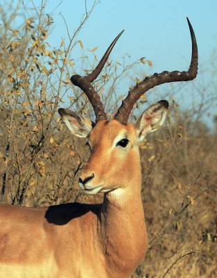 Impala - Kruger