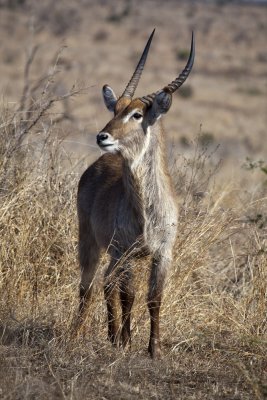 Waterbuck - Kruger