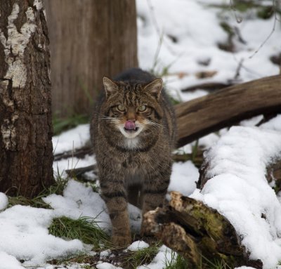 Scottish Wildcat - UK