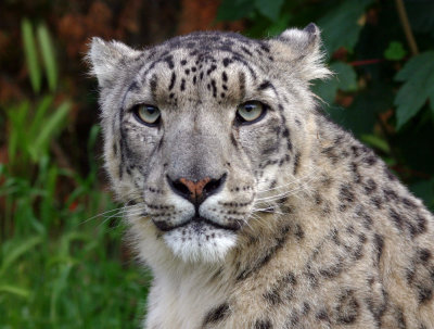 Snow Leopard - Zoo UK