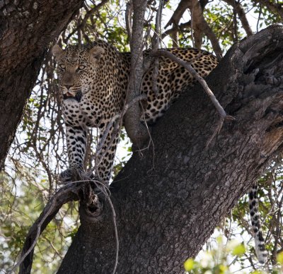 African Leopard - Kruger National Park