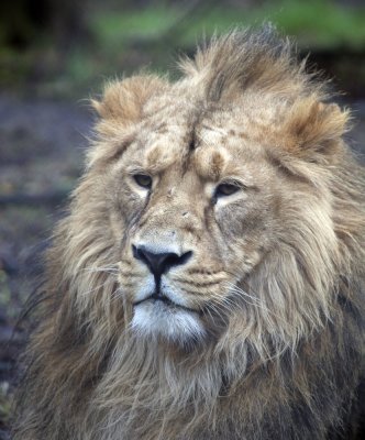 Asian Lion - Zoo UK