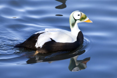 Eider duck - Iceland