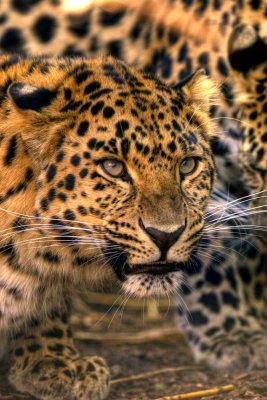 Amur Leopard - Zoo UK