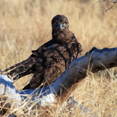 Brown Snake Eagle - Kruger South Africa