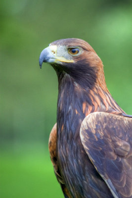 Golden Eagle - Scotland
