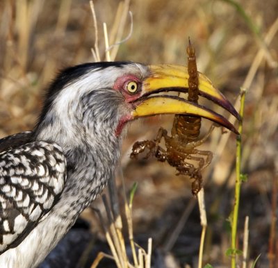Yellow billed Hornbill with Scorpion - Kruger National Park