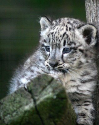 Baby snow leopard - UK