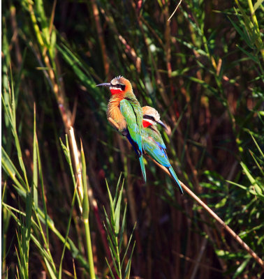 Bee eaters - Kruger South Africa