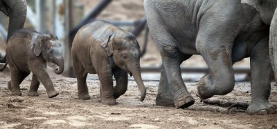 Asian Elephant babies