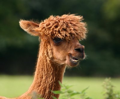 Alpaca