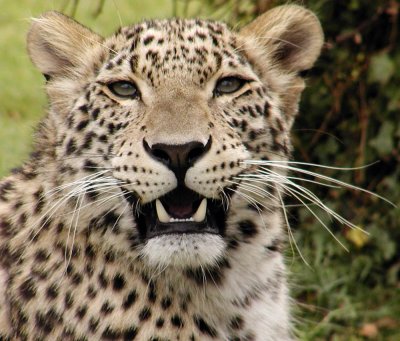 Amure Leopard cub - UK