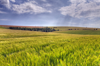 Falmer - Sussex Downs