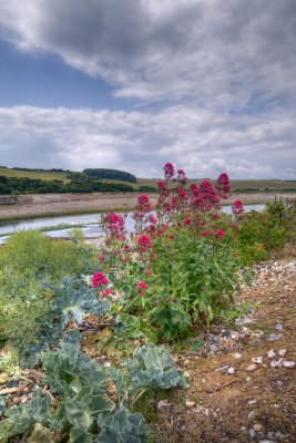 Wild flowers at seven sisters