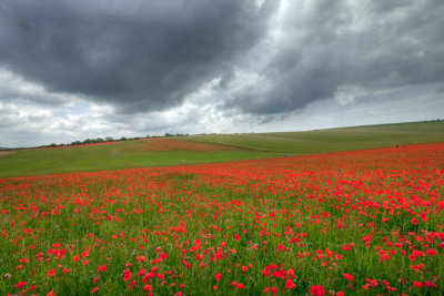 Poppy Field - Brighton