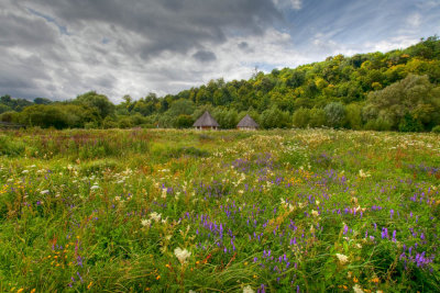 Wild flower display at Arundel Wetland & Wildlife Trust