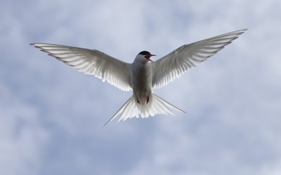Arctic Tern
