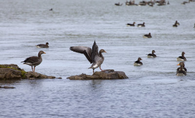 Greylag Goose