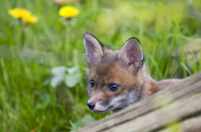 Fox Cub - 6 wks
