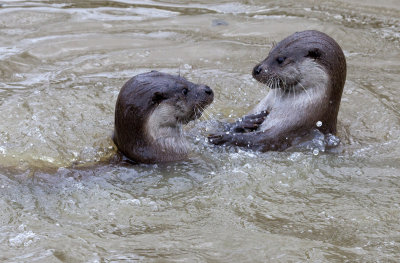 Otters in love