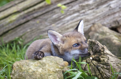 Fox Cub