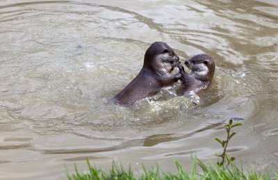 European Otters