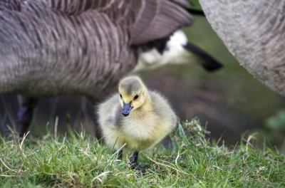 Baby Goose