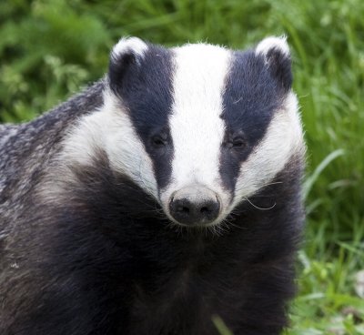 Badger