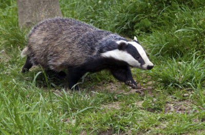 Badger