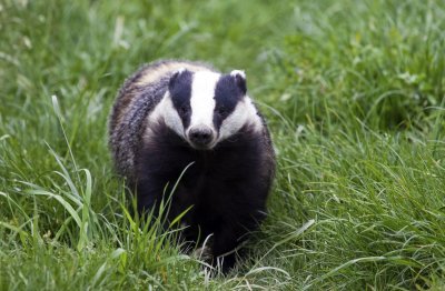 Badger