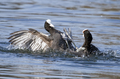 Coot's fighting