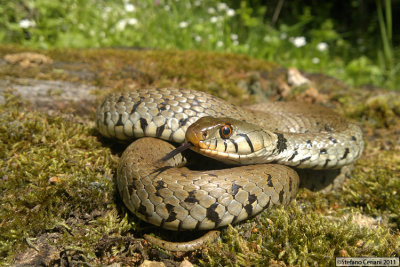 Grass snake - Natrice dal collare - Ringelnatter - Natrix natrix