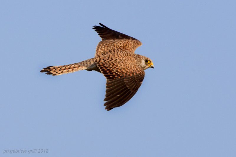 Lessere Kestrel (Falco naumanni)