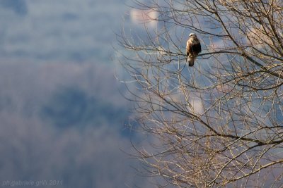 Rough-legged Buzzard