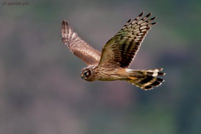 Hen Harrier (Circus cyaneus)