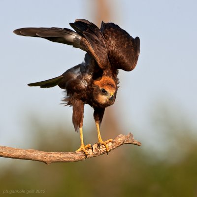 Marsh Harrier (Circus aeruginosus)