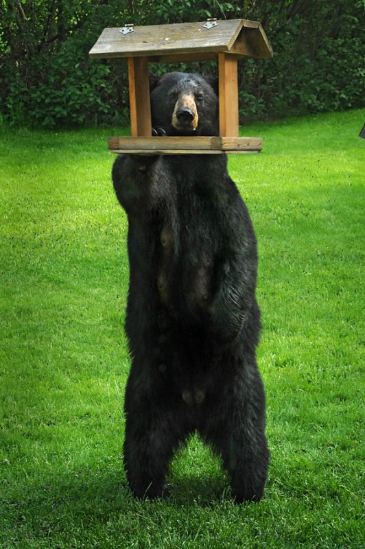 Mama Bear 2011