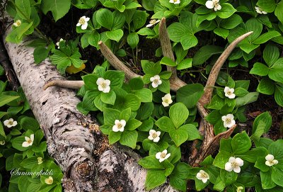 ** 223.5 - Bunchberry (Canadian Dogwood) Flowers with Deer Antler