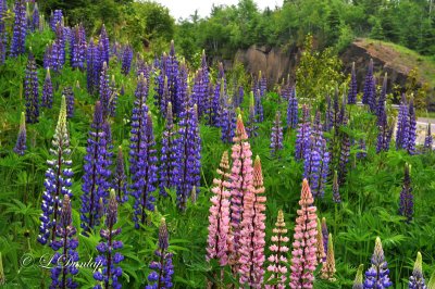 111.3 - Castle Danger:   Lupines Along Hwy 61