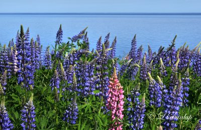 111.5 - Lupines Along Lake Superior