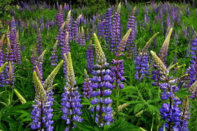 111.4 - Lupines Along Scenic Hwy 61