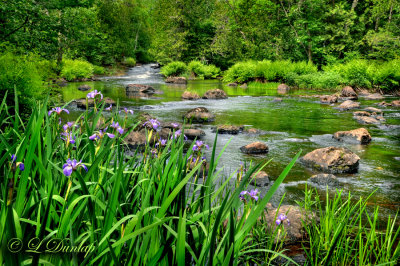 *** 70.21 (b) - Upper Temperance River: Fern And Wild Iris, Near Baker Lake (HDR)