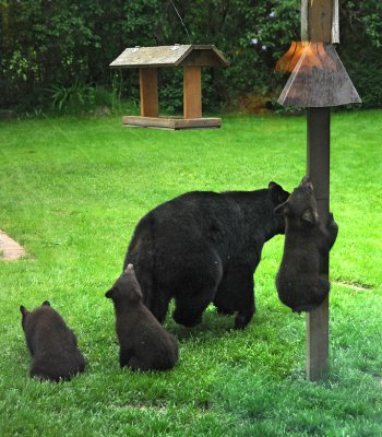 Mama Bear With Three Young Cubs, 2011