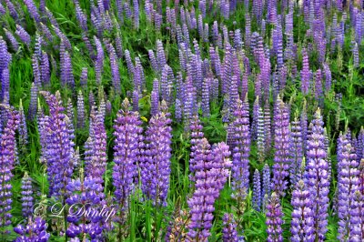 234.7 - Lupines