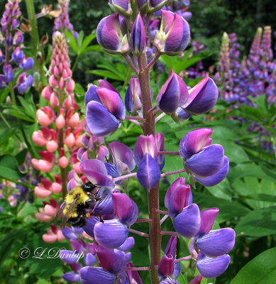 234.5 - Bumble Bee On lupine