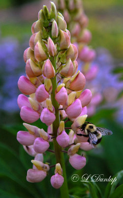 234.4 - Bumble Bee On Pink Lupine