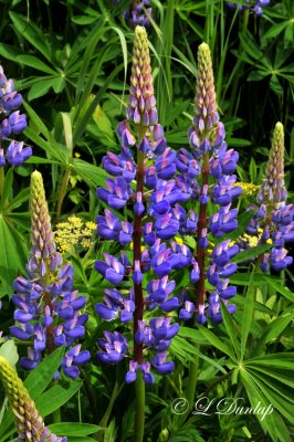 234.6 - Lupines (Vertical)